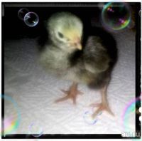 Лот: 13360353. Фото: 7. Цыплята несушки цветные (мясо-яичные...