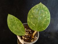 Лот: 16431644. Фото: 3. Хойя.Hoya sp. Heart shape leaves... Растения и животные