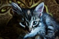 Лот: 523915. Фото: 2. кошечка. Животные и уход