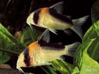 Лот: 17791163. Фото: 3. Сомик Коридорас Адольфа (Corydoras... Растения и животные