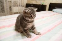 Лот: 8425773. Фото: 5. Шотландские котята