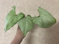 Лот: 17913332. Фото: 3. Сингониум Wait Baterfly (Tai). Растения и животные