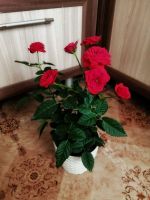 Лот: 16089456. Фото: 3. Роза комнатная. Растения и животные