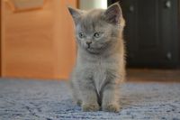 Лот: 8754051. Фото: 2. Британский котенок. Животные и уход
