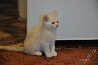 Лот: 473971. Фото: 3. Британские пушистики. Растения и животные