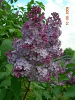 Лот: 3973568. Фото: 2. Сирень. Семена, рассада, садовые растения