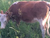 Лот: 11758837. Фото: 3. Продам телку Торг. Растения и животные