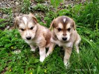Лот: 13954325. Фото: 3. Щенки помесь охотничья и Хаски... Растения и животные