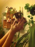 Лот: 7170621. Фото: 2. Продам щенков той терьера. Животные и уход