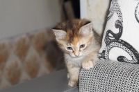 Лот: 2317537. Фото: 2. котенок ищет своего хозяина 2. Животные и уход