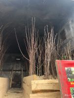 Лот: 13620169. Фото: 2. Саженцы плодово-ягодных культур. Дом, сад, досуг
