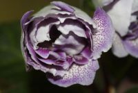 Лот: 4287522. Фото: 2. Глоксиния махровая (зацветает). Комнатные растения и уход