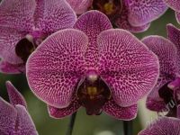 Лот: 1344349. Фото: 2. P. Da-chien Spider Beauty x Dtps... Комнатные растения и уход