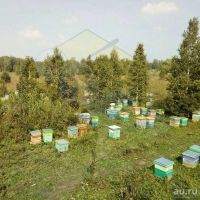 Лот: 16669554. Фото: 6. Мёд с дикоросов лугового разнотравья...