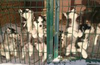 Лот: 8724277. Фото: 2. Щенок Хаски с родословной 3. Животные и уход