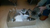 Лот: 10918056. Фото: 2. Котята даром. Животные и уход