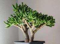 Лот: 23688436. Фото: 3. Крассула Корал (Crassula Coral... Растения и животные
