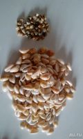 Лот: 8275381. Фото: 4. Ракушки на поделки, украшения. Красноярск
