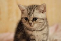 Лот: 8948686. Фото: 2. Британский котик. Животные и уход