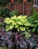 Лот: 4160819. Фото: 4. хоста 'Голд Стандарт' (hosta Gold... Красноярск