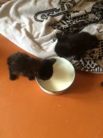 Лот: 7661083. Фото: 3. Котята маленькие, хорошенькие... Растения и животные