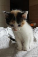 Лот: 10359247. Фото: 6. Отдам в хорошие руки котят
