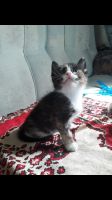 Лот: 13968939. Фото: 5. Котятки