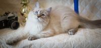 Лот: 9419331. Фото: 5. Котята "Неваки"