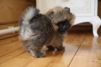 Лот: 10215533. Фото: 5. Шпиц медвежонок мальчик