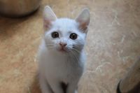 Лот: 6879763. Фото: 3. Симпатичные белоснежные котятки... Растения и животные