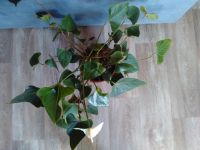 Лот: 7692688. Фото: 2. антуриум. Комнатные растения и уход