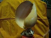 Лот: 503544. Фото: 2. светильник из натуральных раковин. Антиквариат