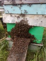 Лот: 11138399. Фото: 4. Пчелопакеты 2022! Карпатка!