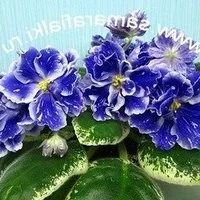 Лот: 10211550. Фото: 3. Фиалка РС-Иоланта (С.Н. Репкина... Растения и животные