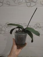 Лот: 25888981. Фото: 7. Орхидея фаленопсис, отцвела