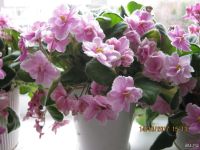 Лот: 7641893. Фото: 4. Цветы фиалки в горшках разного... Красноярск