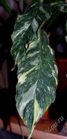 Лот: 1325828. Фото: 2. Спатифиллум. Комнатные растения и уход