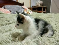 Лот: 10775182. Фото: 5. Котята