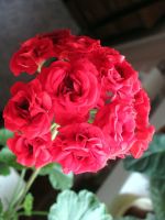 Лот: 4108701. Фото: 3. Розебудная герань, красная. молодое... Растения и животные