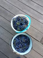 Лот: 18860322. Фото: 2. Саженцы виноград Зилга. Семена, рассада, садовые растения