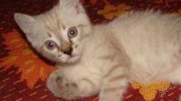 Лот: 1067072. Фото: 2. Котик-озорник ждет тебя!!!. Животные и уход