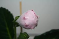 Лот: 5345600. Фото: 5. Глоксиния розовая махровая (зацветает...