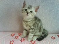 Лот: 9674576. Фото: 2. Британцы. Животные и уход