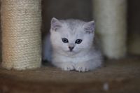 Лот: 10681659. Фото: 2. Британский котенок № 2 - мальчик... Животные и уход