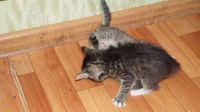 Лот: 6802775. Фото: 4. Котята в хорошие руки. Красноярск