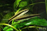 Лот: 17137365. Фото: 3. Водорослеед Сиамский САЕ главный... Растения и животные