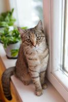 Лот: 9560277. Фото: 7. Британские Котята