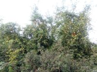Лот: 14575723. Фото: 3. Ранетка (10 литрoв за 150 рублей... Красноярск