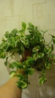 Лот: 2707450. Фото: 2. Epipremnum aureum N’Joy или Сцендапсус. Комнатные растения и уход