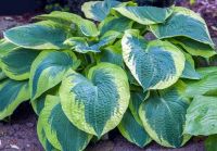 Лот: 22849196. Фото: 6. Красивые хосты, закрытая корневая...